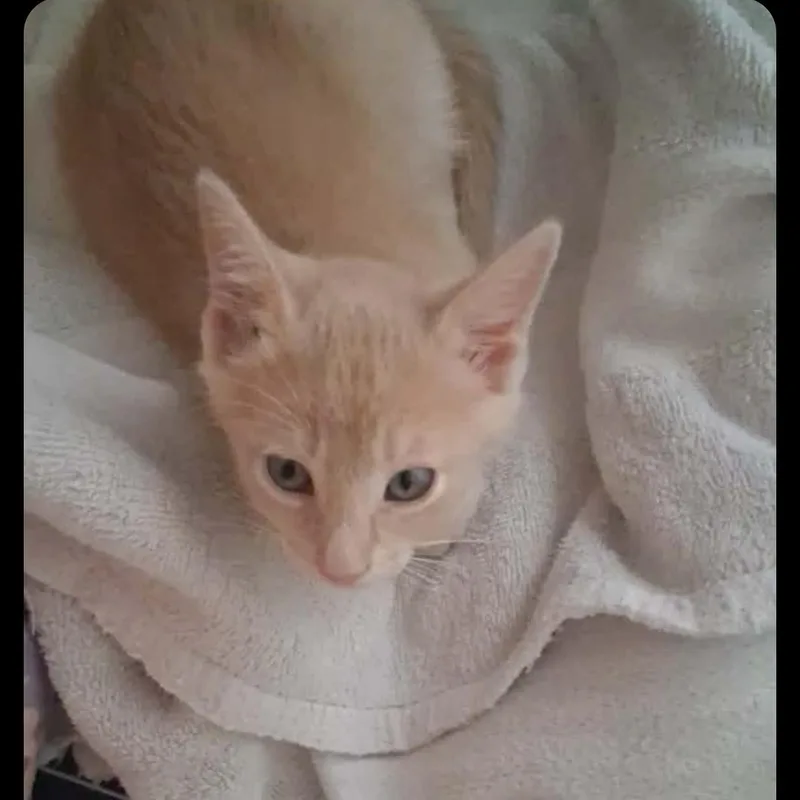 Nala thumbnail 2