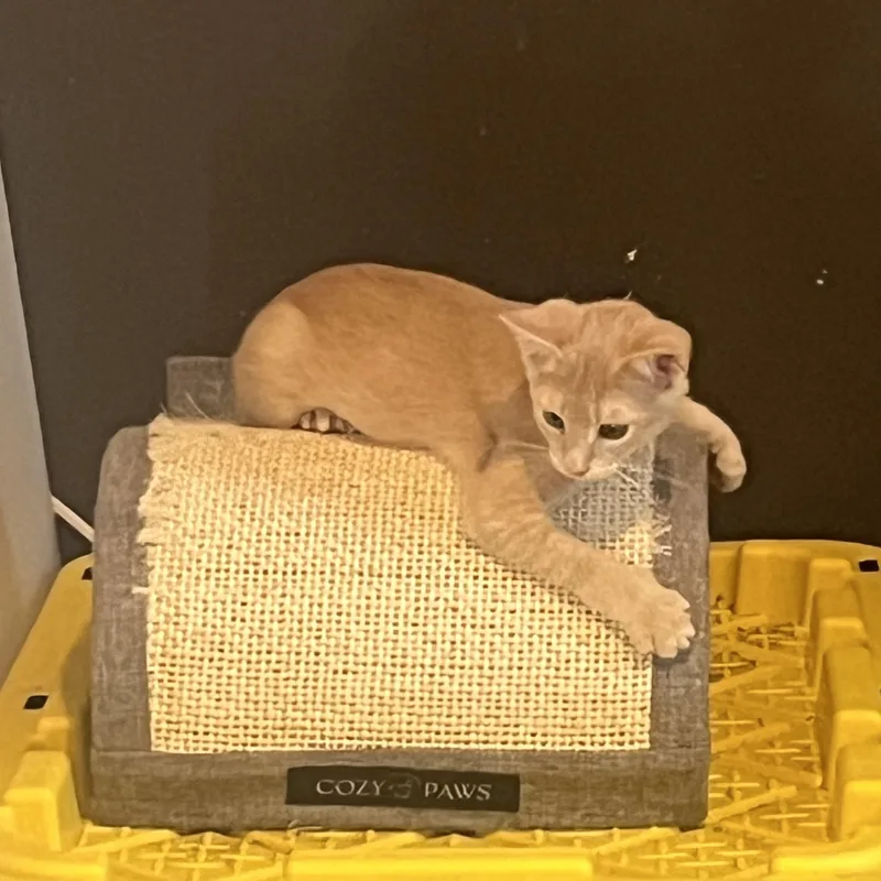 Nala thumbnail 3