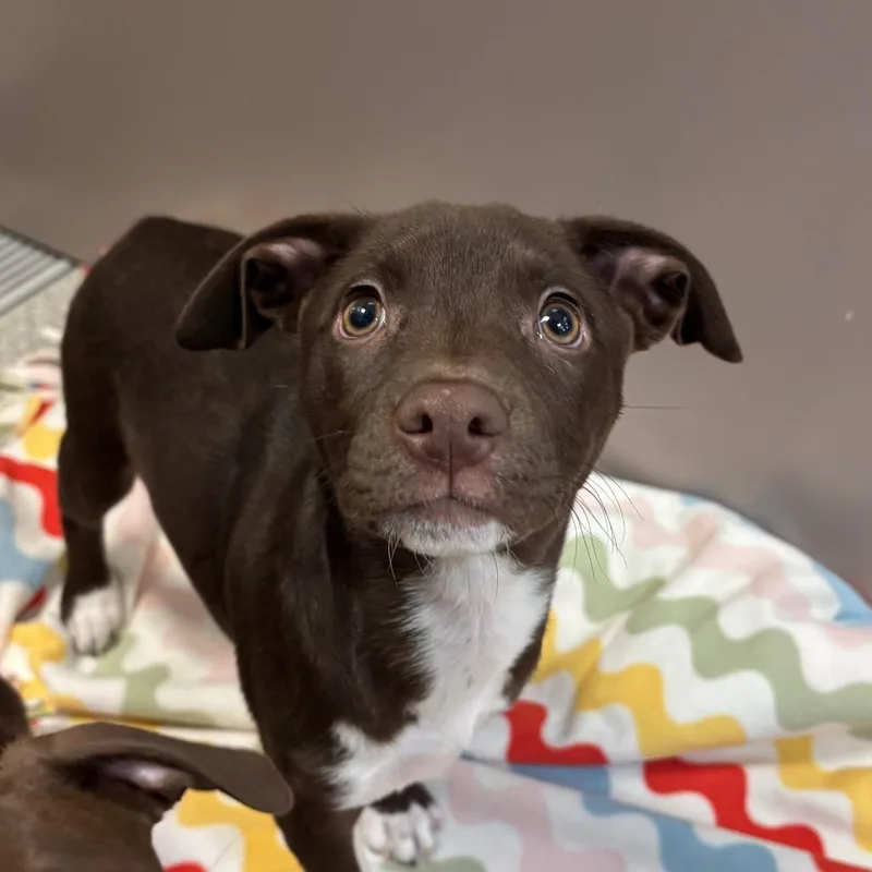 A baby medium-sized female Brown / Chocolate Mixed Breed dog named Garlic Press for adoption in Washington Township, OH