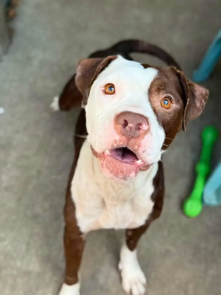 An adult medium-sized female Brown / Chocolate Pit Bull Terrier dog named Mireille for adoption in Chicago, IL