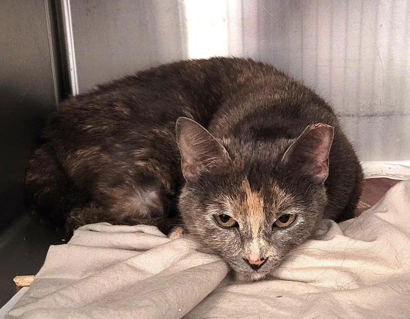 A young large-sized female Domestic Short Hair cat named Cher for adoption in Los Angeles, CA