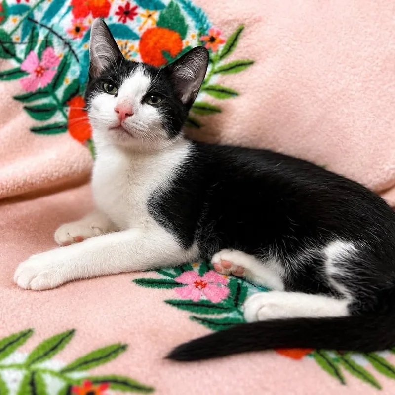 A baby small-sized male Domestic Short Hair cat named Mack for adoption in Woodstock, GA