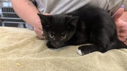A baby small-sized male Domestic Short Hair cat named Zuko for adoption in Independence, MO