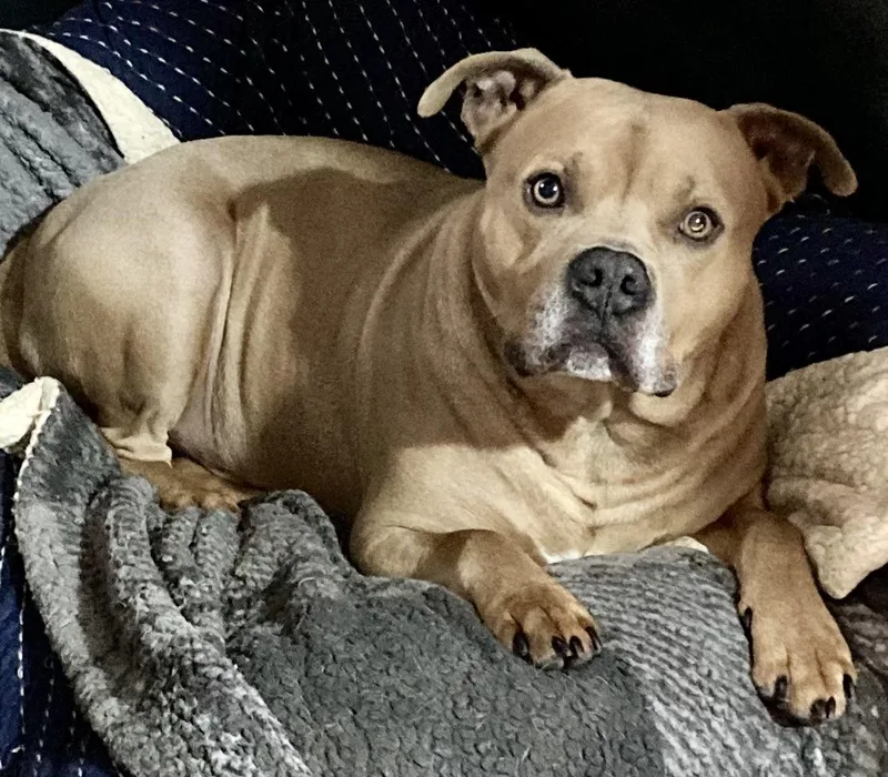 An adult large-sized male Golden American Bulldog dog named Alaric for adoption in Sandusky, MI
