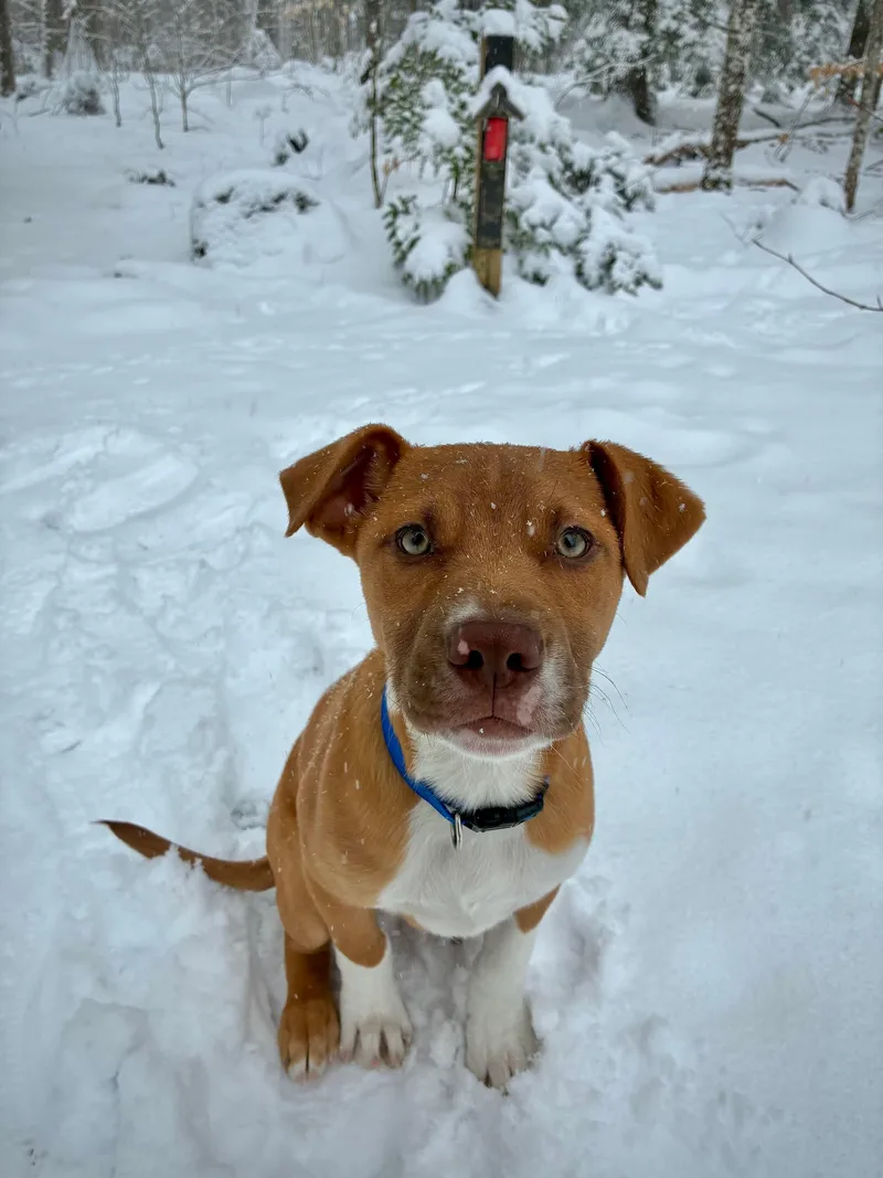 A baby medium-sized male Yellow / Tan / Blond / Fawn Labrador Retriever dog named Neutron Star for adoption in Portland, ME