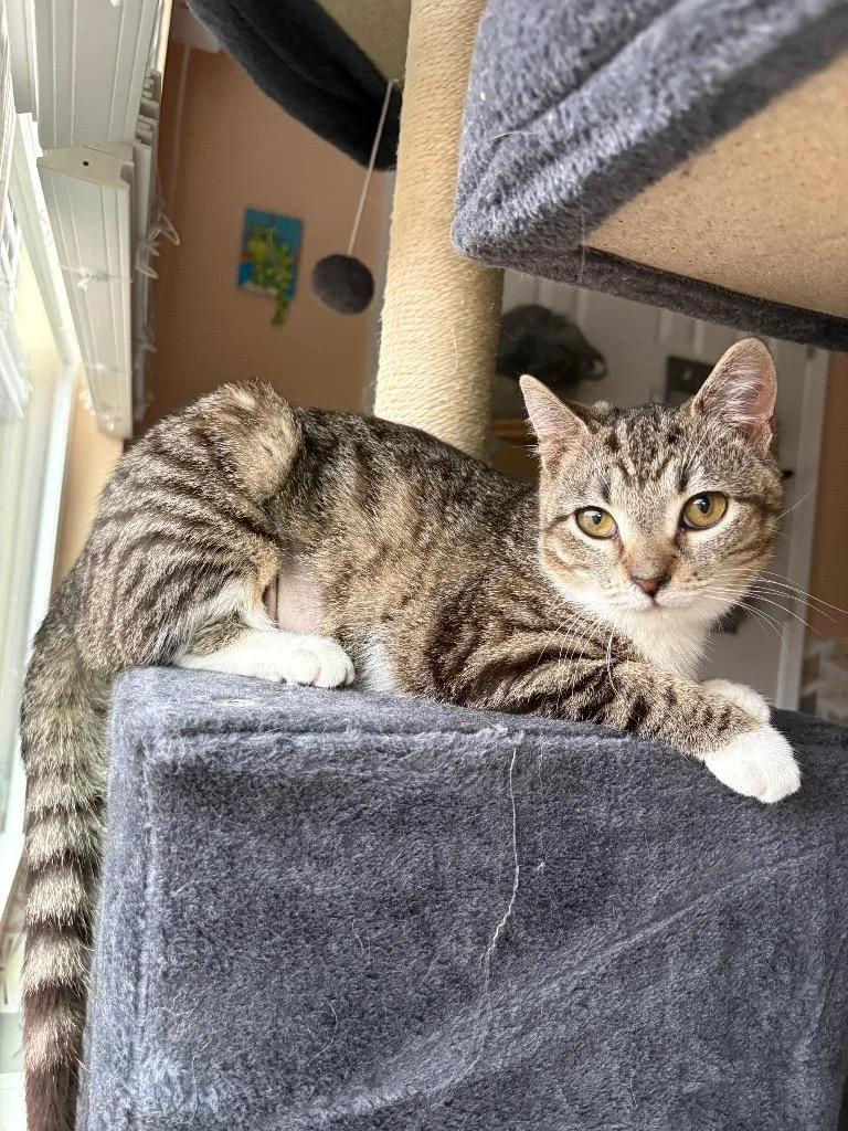 A baby small-sized female Domestic Short Hair cat named Mikaela for adoption in Newnan, GA