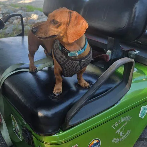 A young small-sized male Red / Chestnut / Orange Miniature Dachshund dog named Benji for adoption in Cookeville, TN