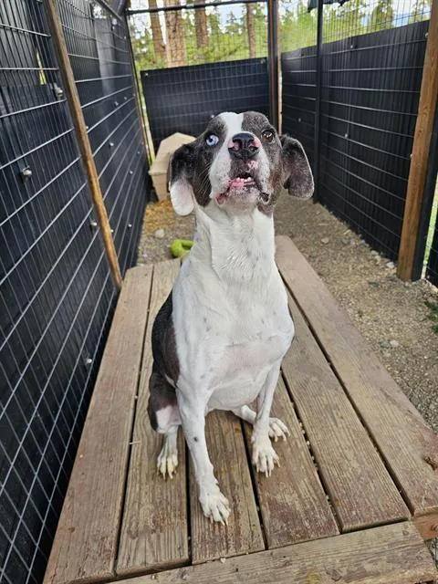 Amelia