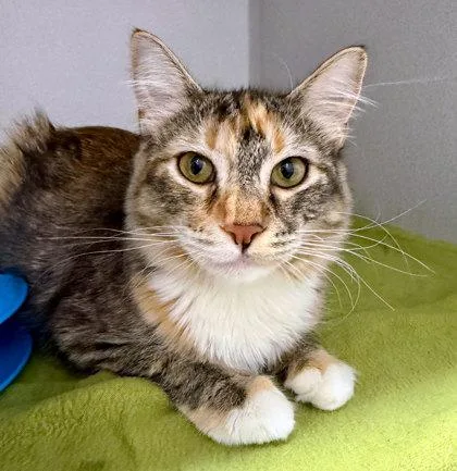 A baby small-sized female Domestic Short Hair cat named Snapdragon for adoption in Sacramento, CA