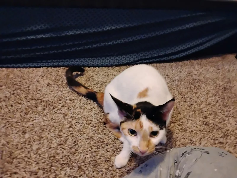 A young medium-sized female White Calico cat named Storm for adoption in Houston, TX