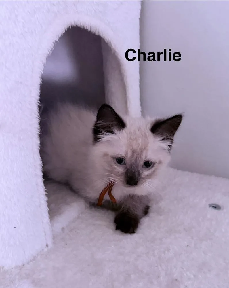 A baby small-sized male Siamese cat named Charlie for adoption in Saint Augustine, FL