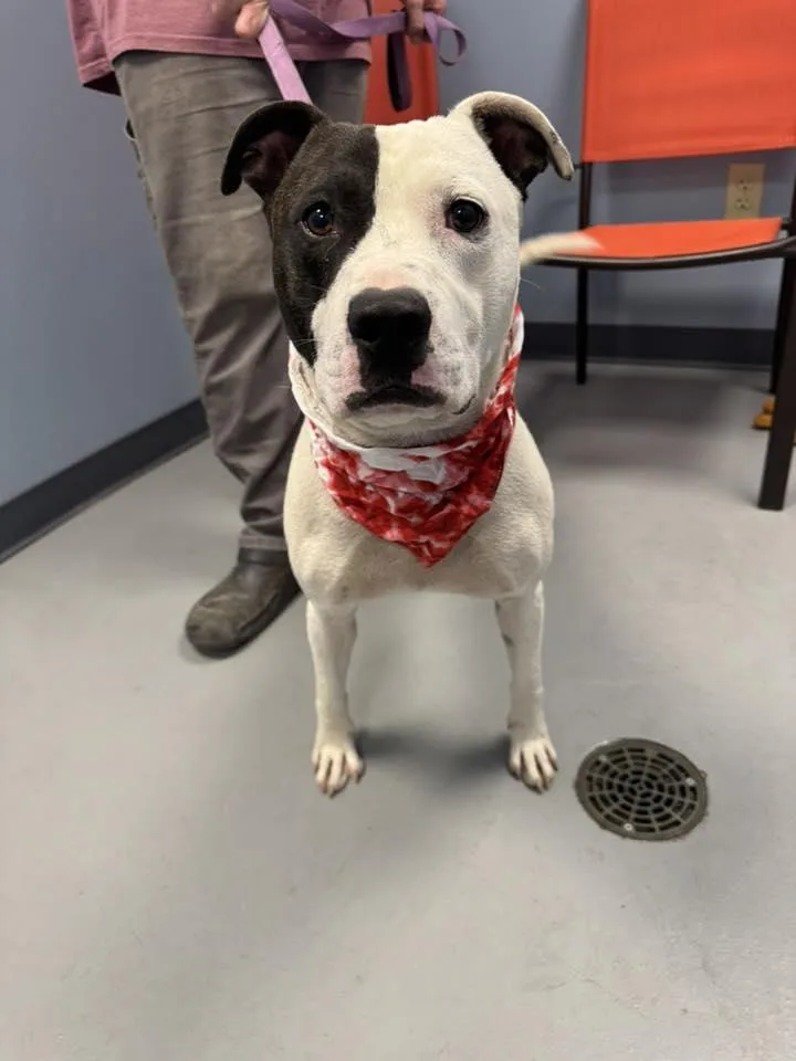 Pringles thumbnail 2