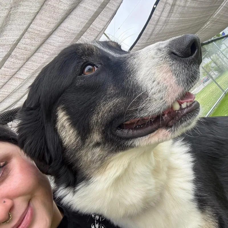 An adult medium-sized female Black Border Collie dog named Thundress for adoption in Binghamton, NY