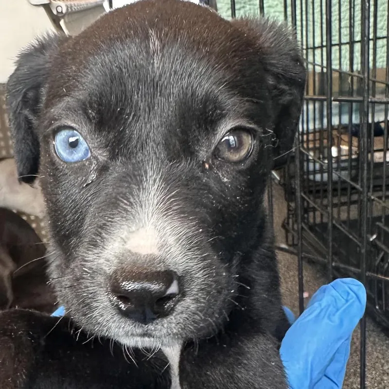 A baby small-sized female Black Mixed Breed dog named Georgina for adoption in Allentown, PA