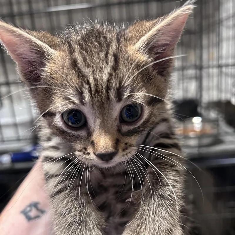 A baby small-sized male Brown / Chocolate Domestic Short Hair cat named Chilicity Of Industry Location for adoption in Chino Hills, CA