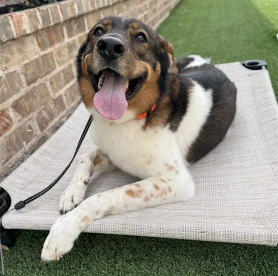 An adult large-sized male Mixed Breed dog named Bailey for adoption in Dallas, TX