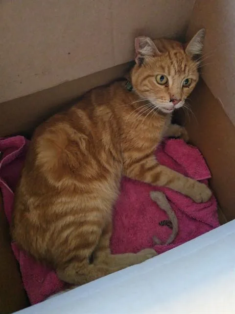 A young medium-sized male Domestic Short Hair cat named A for adoption in Long Beach, CA