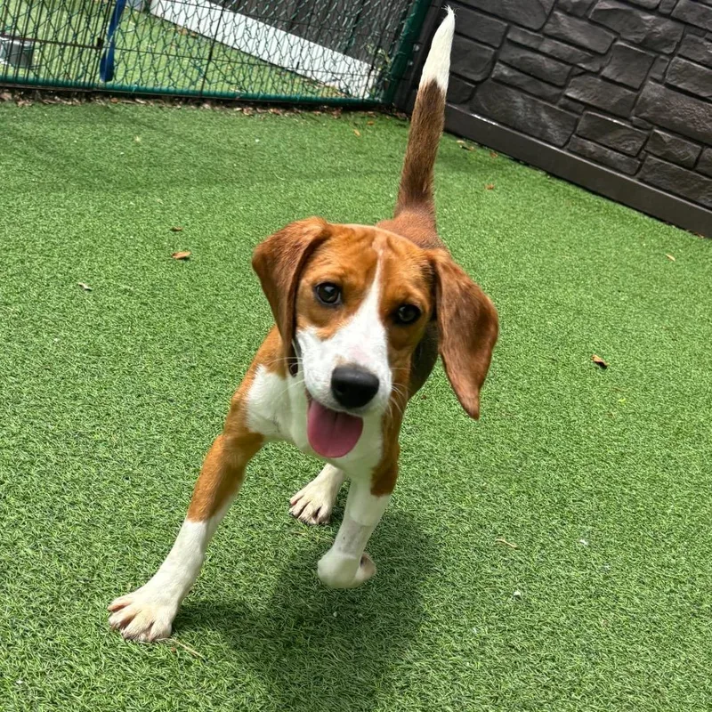 A baby small-sized male Beagle dog named Morgan for adoption in Lauderhill, FL