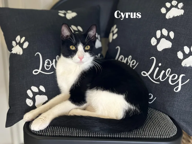 A young medium-sized male Black & White / Tuxedo Domestic Short Hair cat named Asher & Cyrus for adoption in Mount Sterling, KY