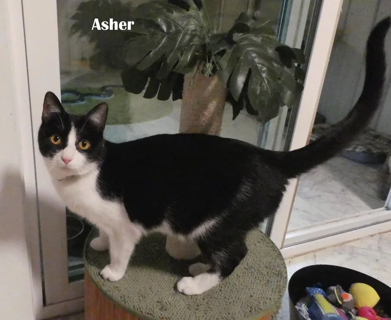 Asher & Cyrus thumbnail 2