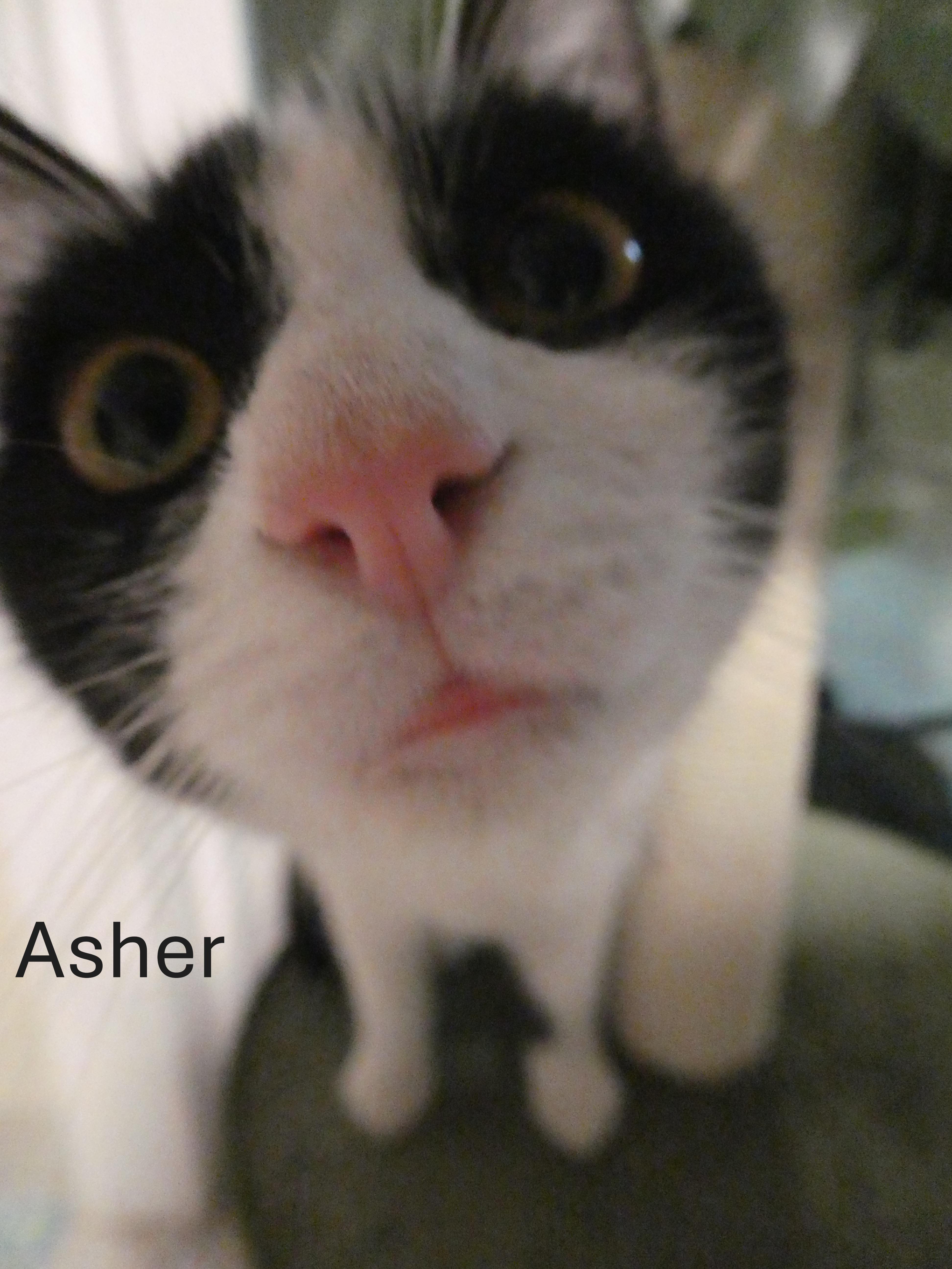 Asher & Cyrus thumbnail 4