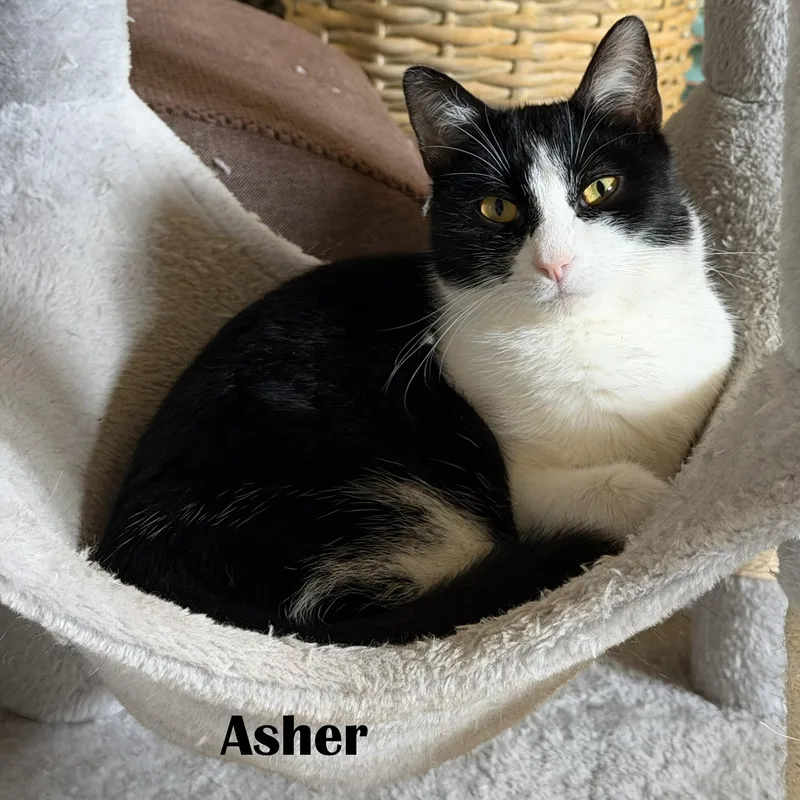 Asher & Cyrus thumbnail 5