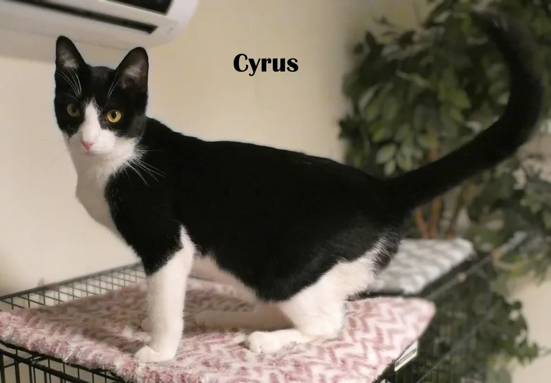 Asher & Cyrus thumbnail 6
