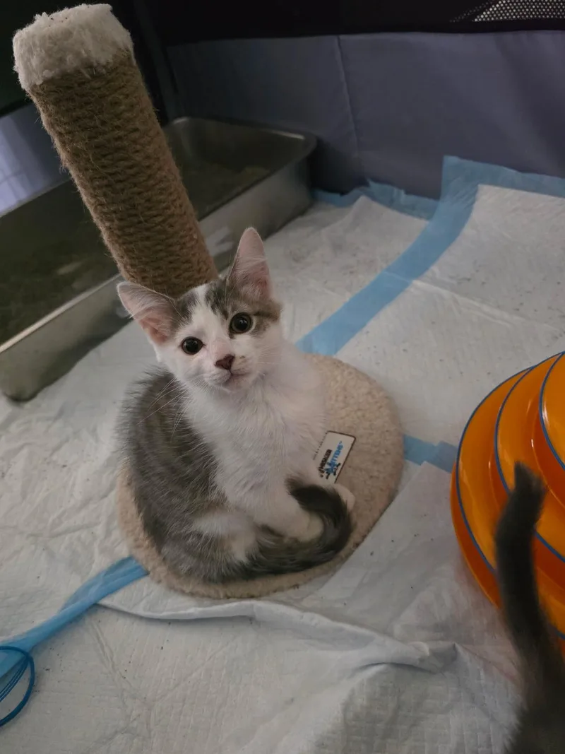 A baby small-sized male Tabby (Gray / Blue / Silver) Domestic Short Hair cat named Oakley for adoption in Odenton, MD