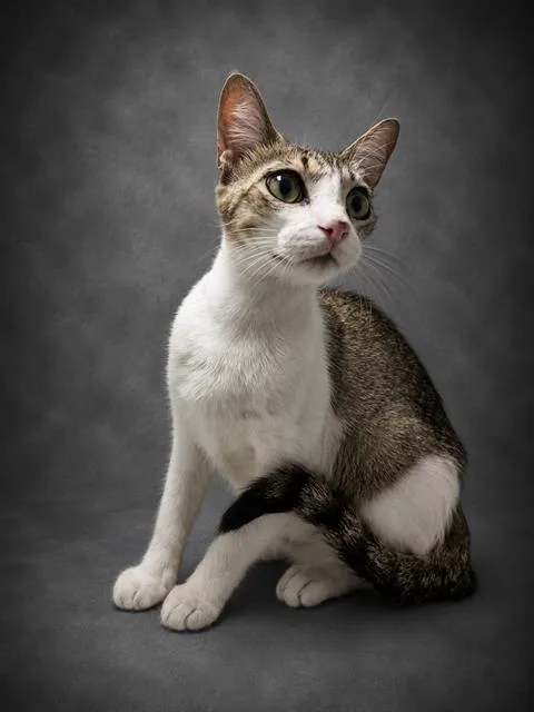 A young small-sized female Domestic Short Hair cat named Daisy for adoption in Winter Haven, FL