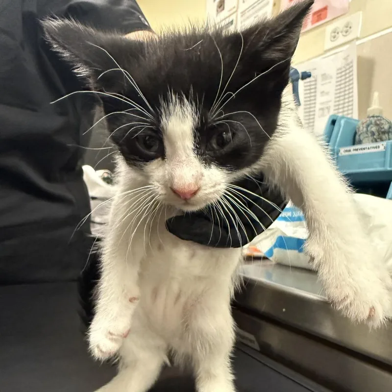 A baby small-sized female Black Domestic Short Hair cat named Emerald Jade Green Ball for adoption in Hinsdale, IL