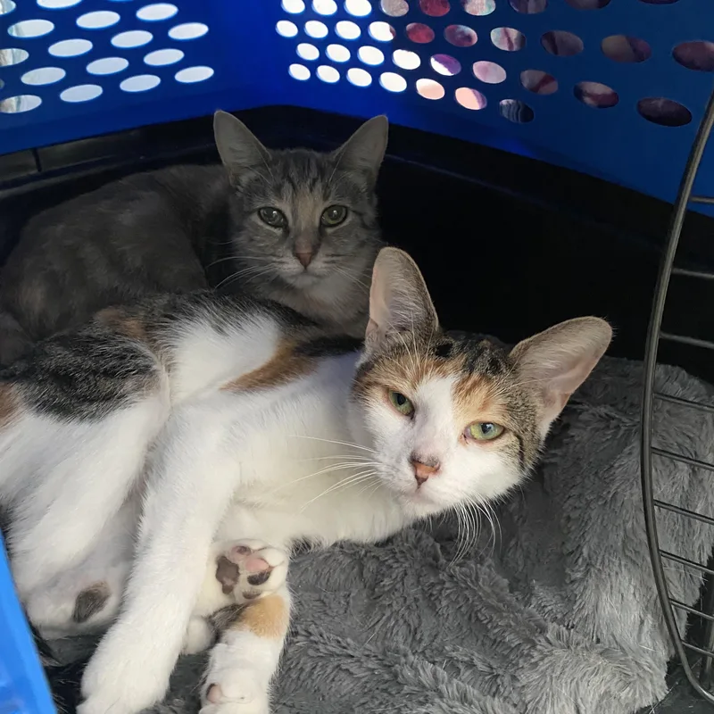 A young medium-sized female Calico cat named Critters for adoption in Belleville, MI