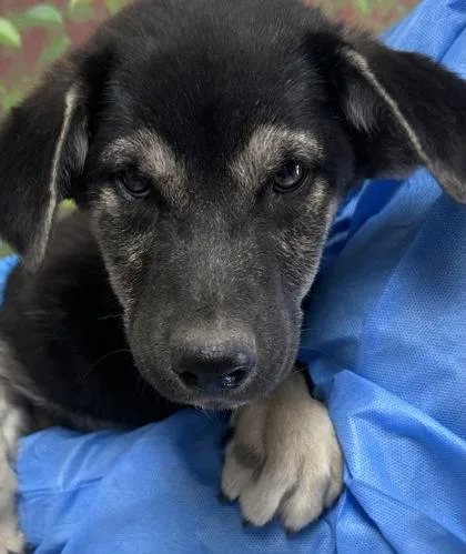 A young small-sized male Shepherd dog named Tim O. Thee for adoption in San Antonio, TX