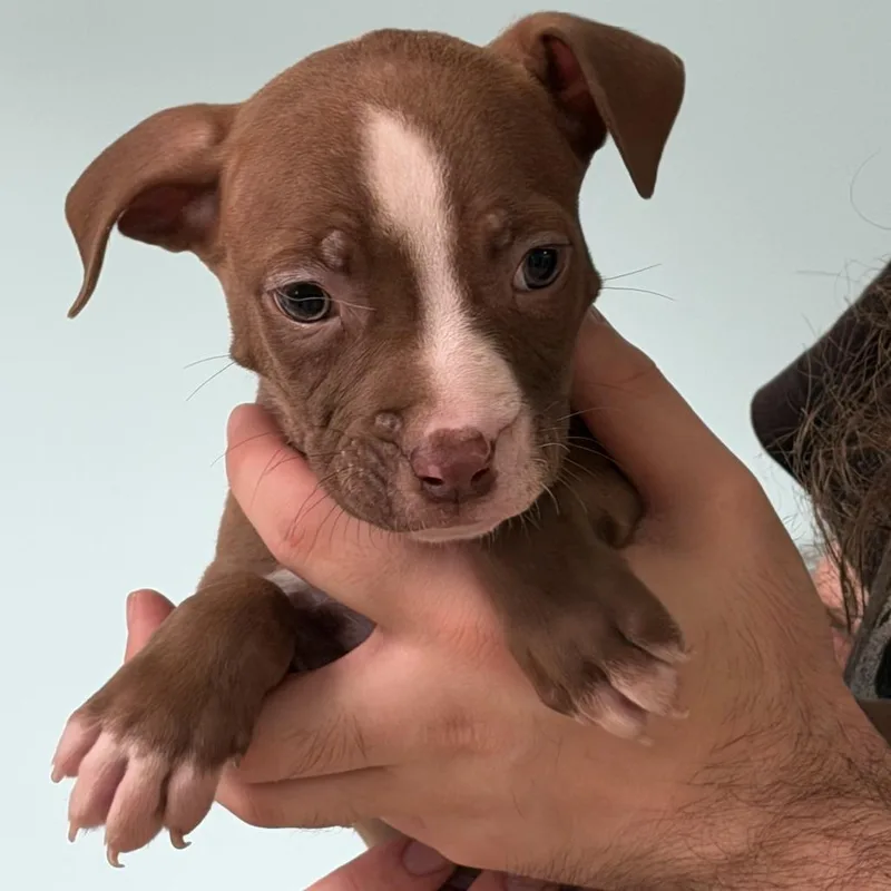 A baby small-sized male Yellow / Tan / Blond / Fawn Terrier dog named Chipotle for adoption in Columbus, GA