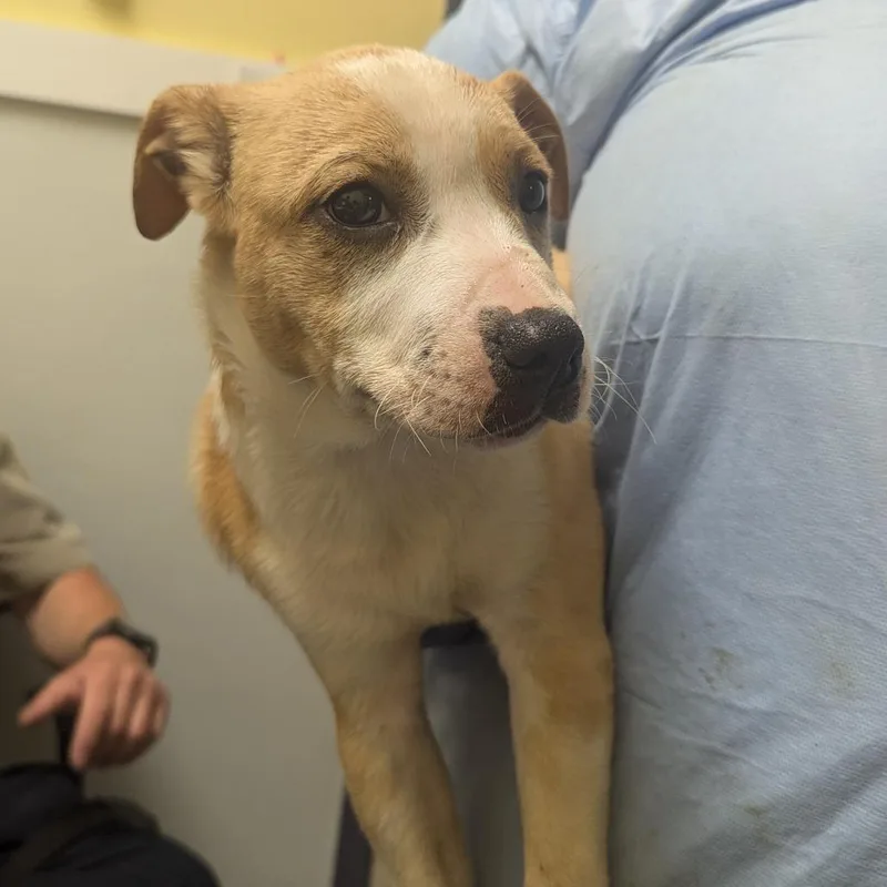 A baby small-sized male Yellow / Tan / Blond / Fawn Hound dog named Jesse for adoption in Charlottesville, VA