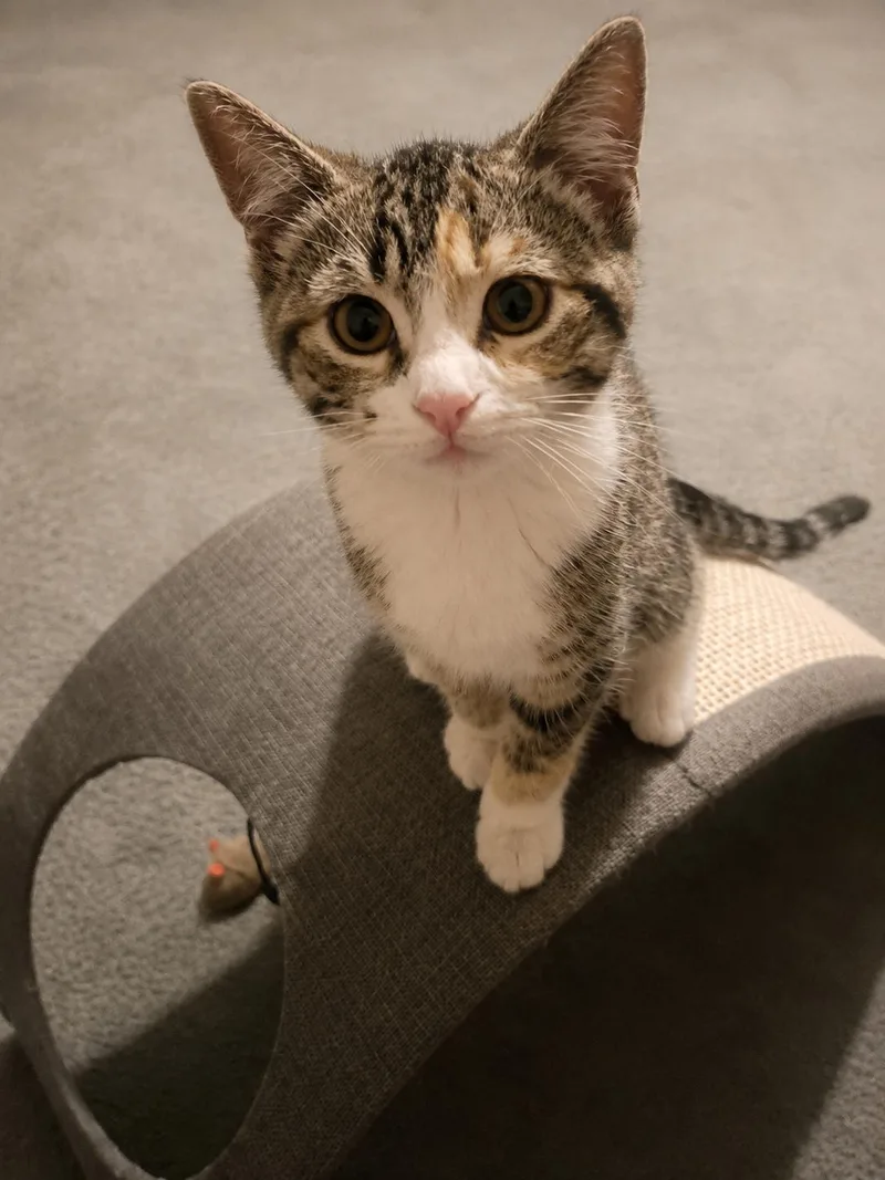 Miso & Sushi The thumbnail 2