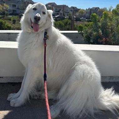 Grand Molly thumbnail 2