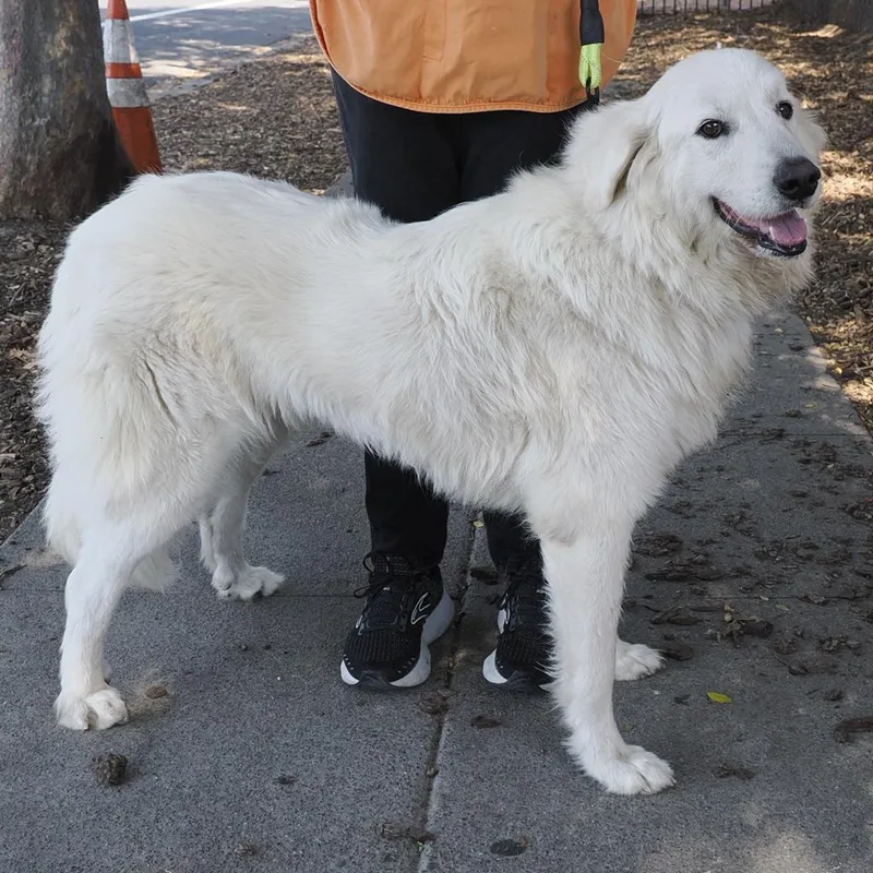 Grand Molly thumbnail 3