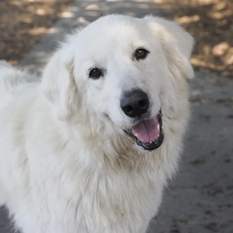 Grand Molly thumbnail 4