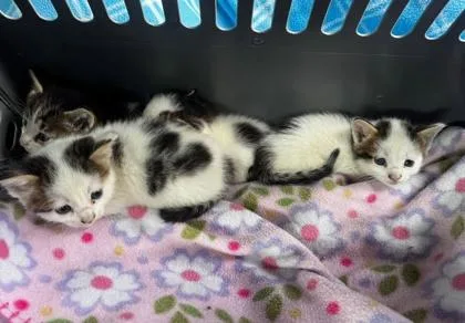 A baby small-sized female Domestic Short Hair cat named Hereford for adoption in Hobart, IN