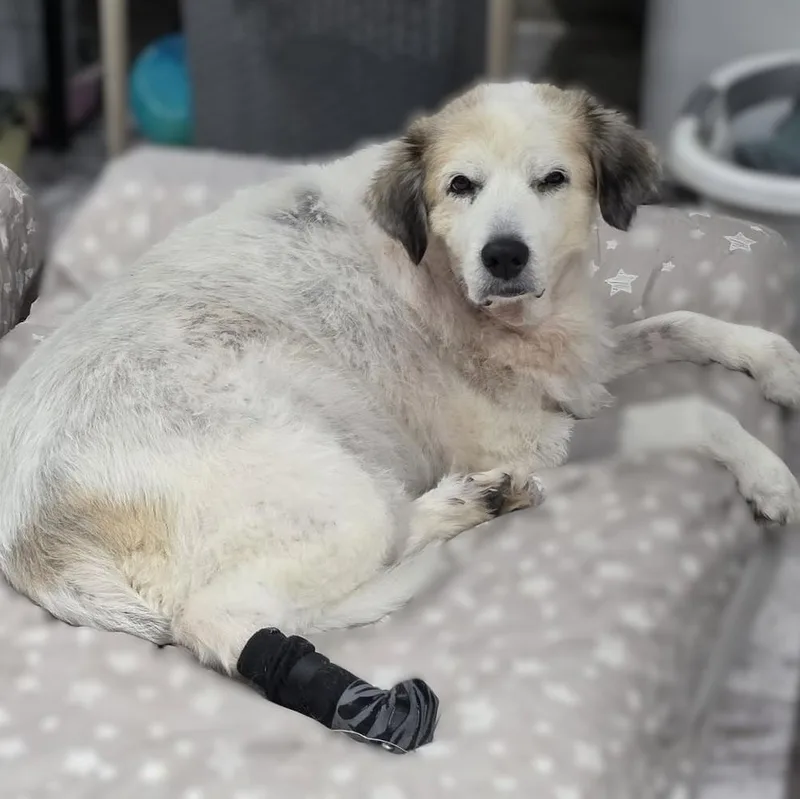 A senior large-sized female Great Pyrenees dog named Elsa Rose for adoption in Atlanta, GA