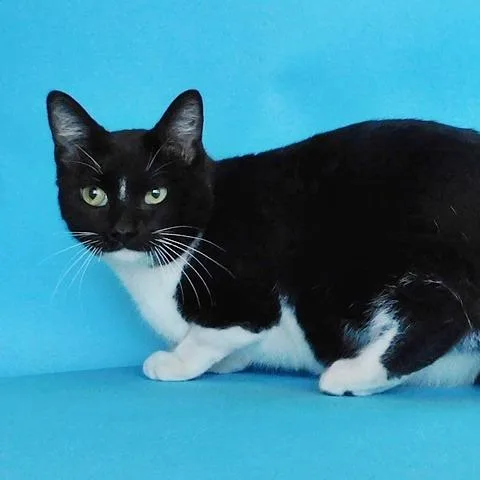 An adult large-sized male Black Domestic Short Hair cat named Bobbie for adoption in Saint Louis, MO