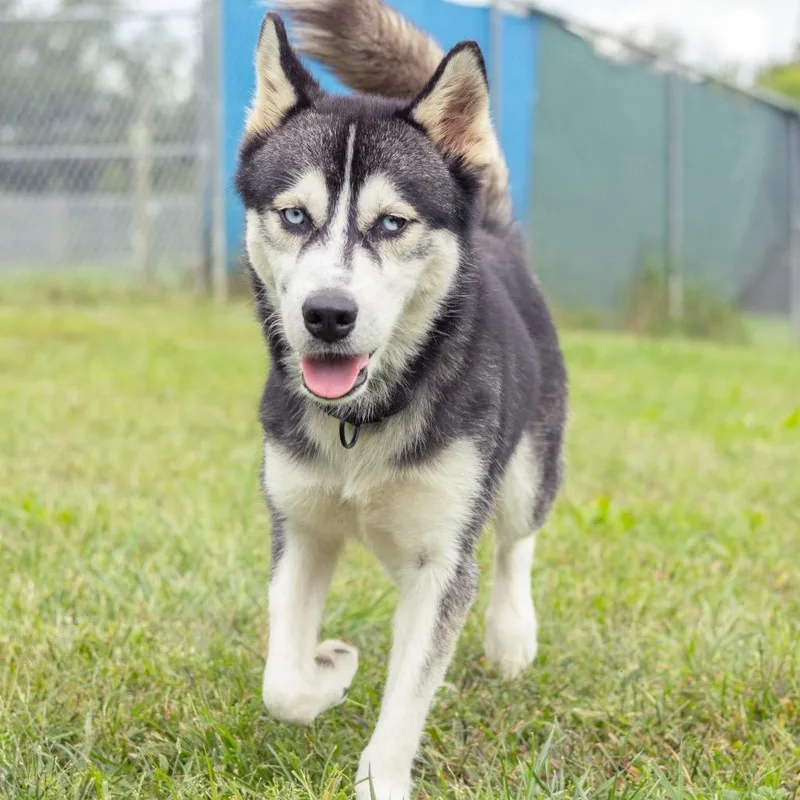 A young medium-sized male Black Husky dog named Sammy Jr. for adoption in Wilmington, DE