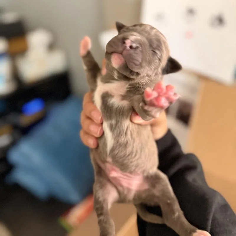 A young small-sized male Gray / Blue / Silver Mixed Breed dog named Glaceon for adoption in Red House, WV