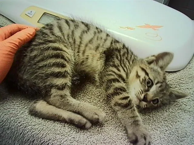 A baby small-sized male Domestic Short Hair cat named Lenny for adoption in Indianapolis, IN