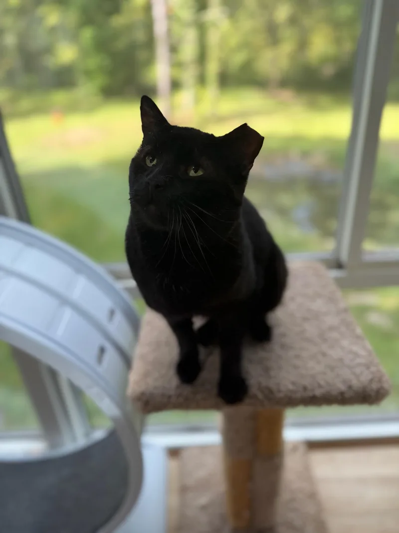 Sandwich thumbnail 2