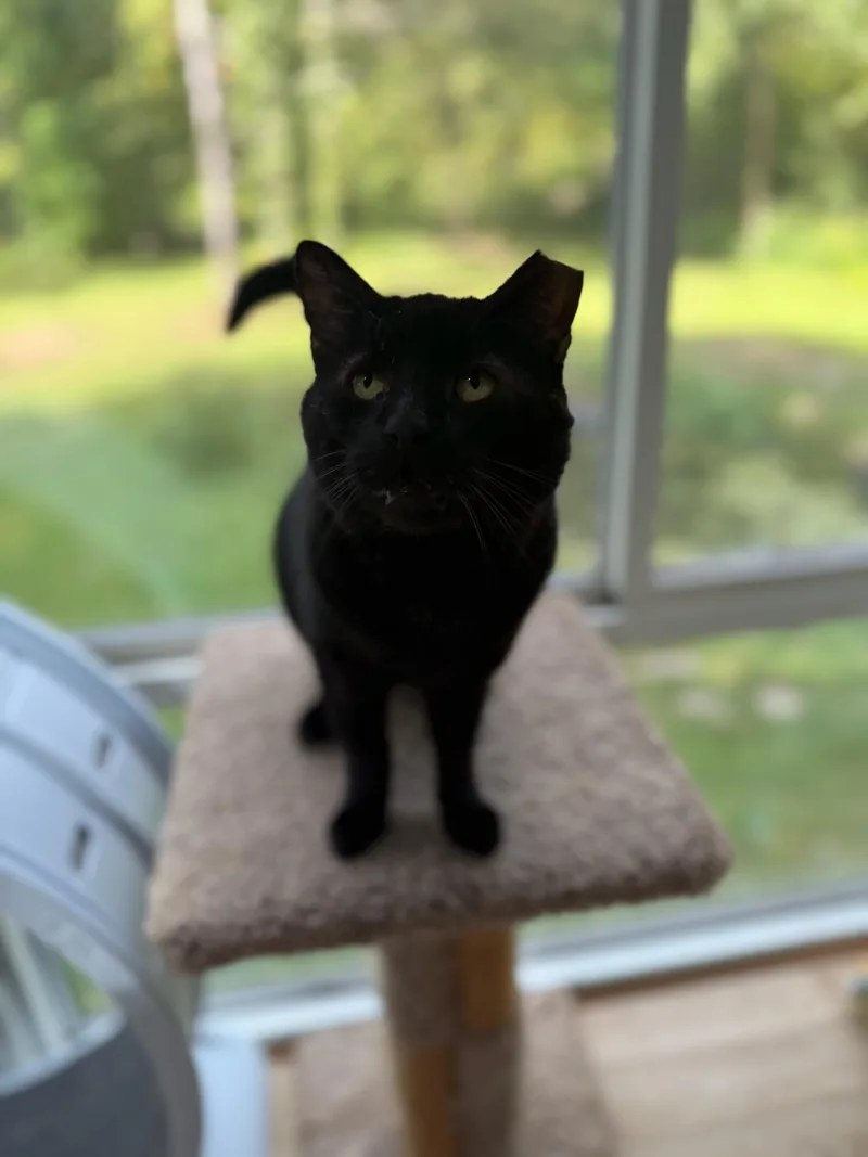 Sandwich thumbnail 3