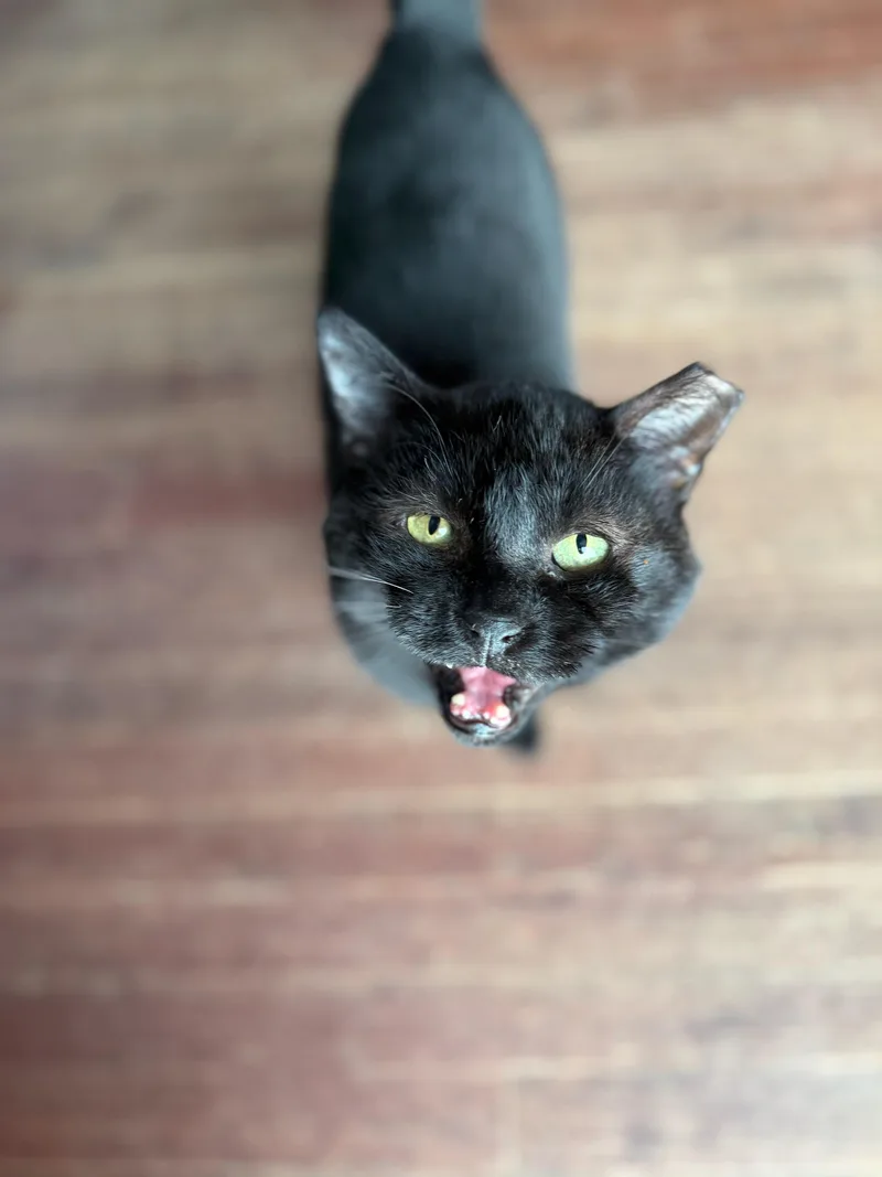 Sandwich thumbnail 4