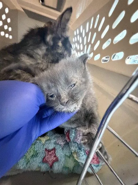 A baby small-sized male Gray / Blue / Silver Domestic Short Hair cat named Sail Boat for adoption in Tavares, FL