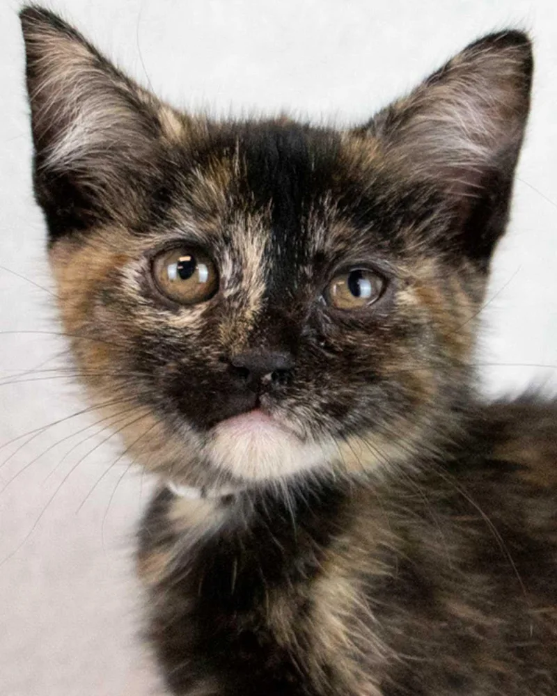 A baby medium-sized female Domestic Short Hair cat named Ta'niya for adoption in Kennesaw, GA