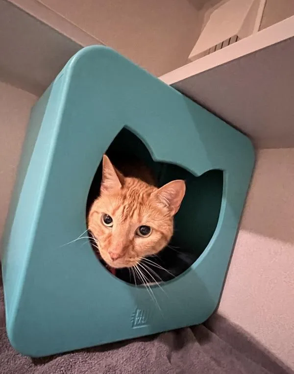 An adult small-sized male Domestic Short Hair cat named Jack for adoption in Stratham, NH